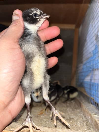 pure aseel top quality black eye chick