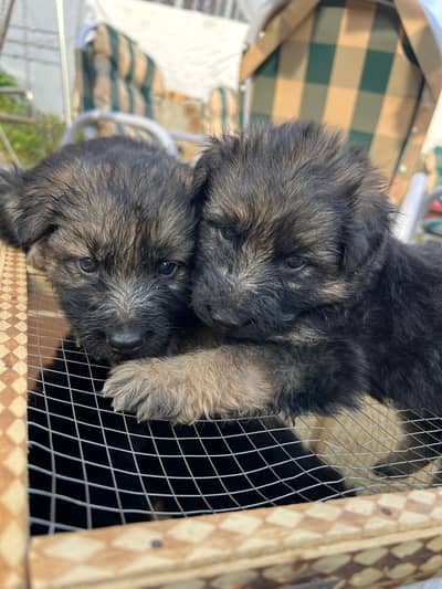 German shepherd puppies
