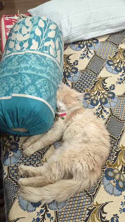 2 cats for sale brown (male) white (female)