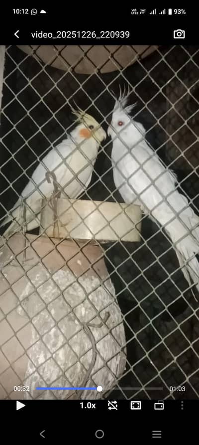 Cocktail breeder par