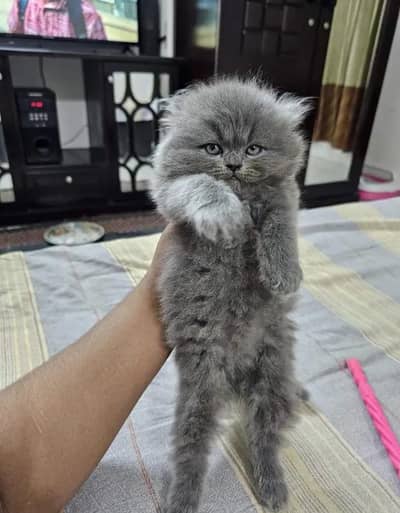 gray male kitten available for sale