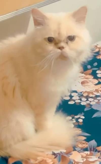 male for sale punch  face male