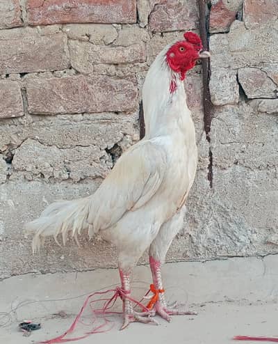 Mashallah Top Quality Heera murga white eyes white nok white nalli