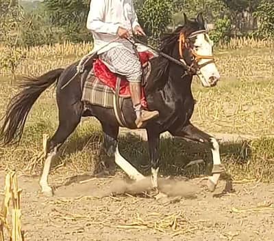 tory bazz dancer exchange