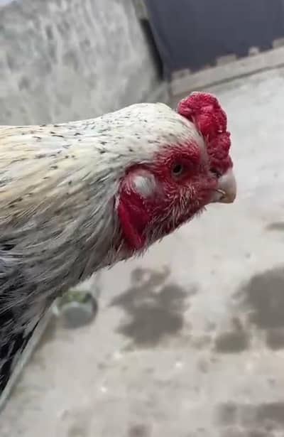 Aseel Murga, Aseel Sindhi, Pure Aseel Sindhi