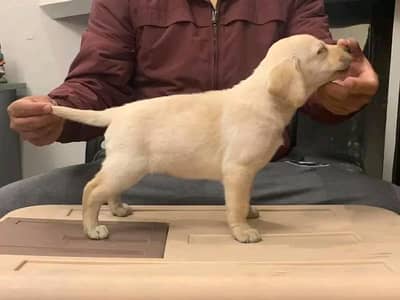 British Labrador imported Bloodline 03240515624