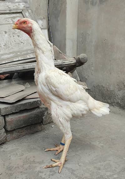 Aseel shamo | white shamo | O  Shamo | breeder murghi | shamo