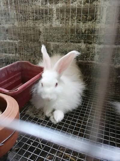 Gient Angora Breeder Pair | Gient Angora Rabbits | Desi Rabbit