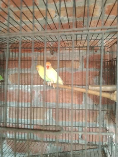 love birds location hafizabad city