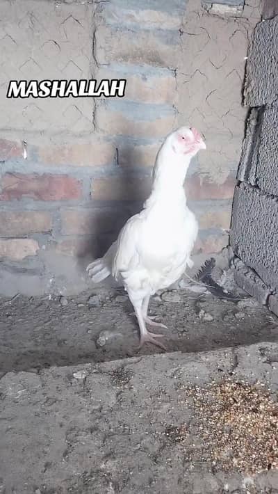 high quality Heera fmail for sail