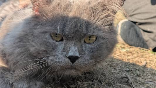 Persian cat for sale