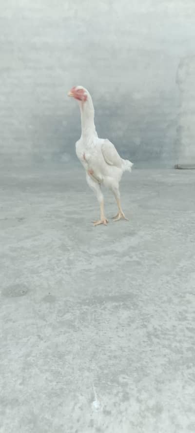 white German king  o shammo