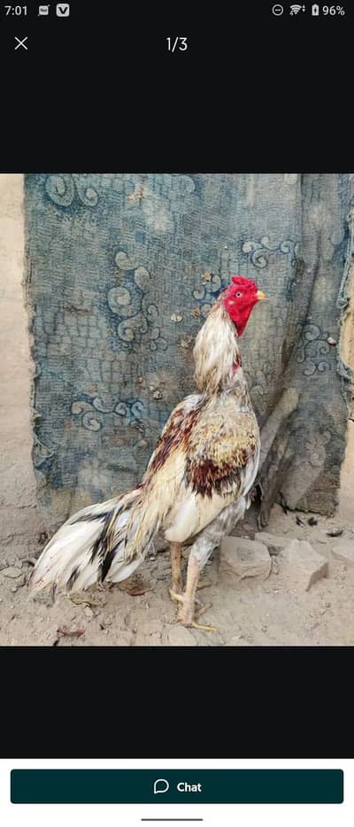 aseel murga for sale hái