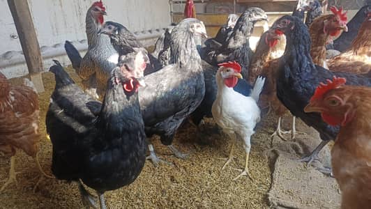 lohman hens beautiful 10 month age very beautiful