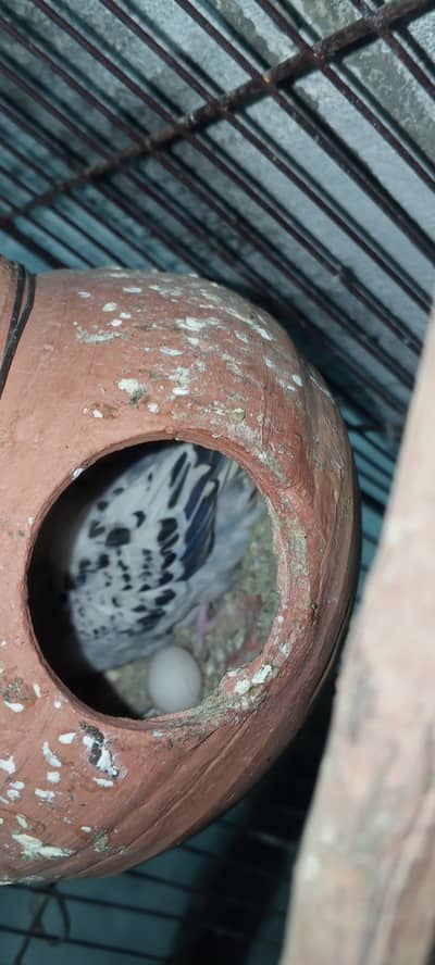 Australian parrots breeder pairs