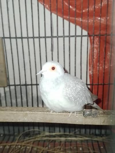 Diamond Dove Confirmed Breeding Pair for Sale in Lahore