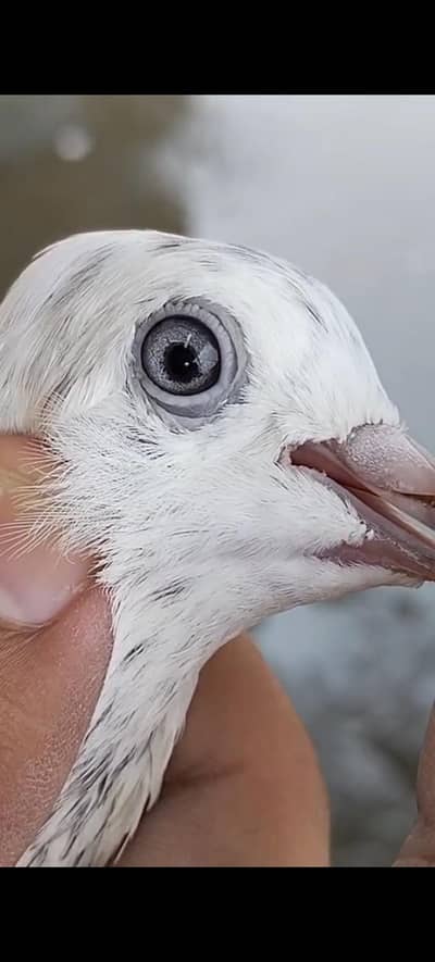 for sale Motio wali Sialkoti breed