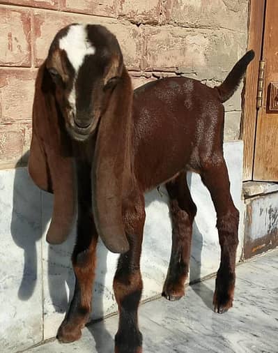 Beautiful Nagra beetal kid for sale