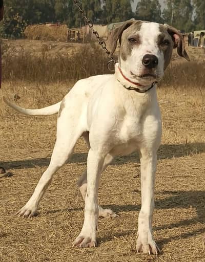 Bully gultair male age 4 month for sale