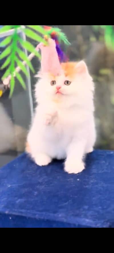 pure Persian cat vaccinated triple coted aur healthy active hai