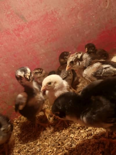 Shamo X Aseel chicks