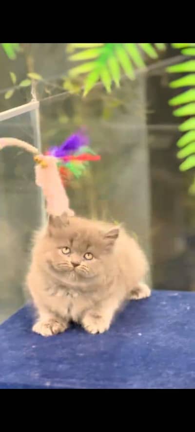 Persian cat grey colour vaccinated triple coted