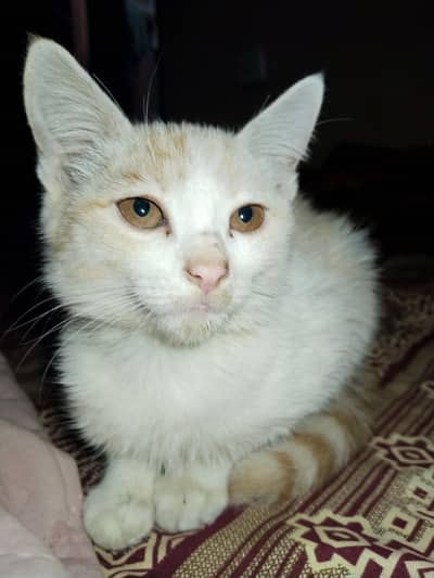 Adorable Healthy Kittens for Sale – Calm, Clean, and Well-Socialized