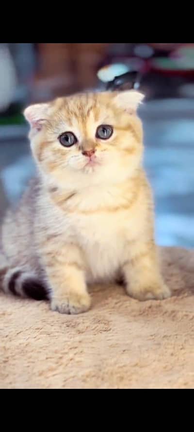 pure Persian cat vaccinated healthy active hai