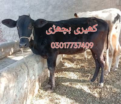 bachri 03017737409 Whatsapp