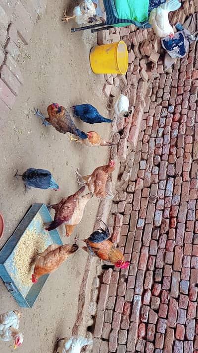 mashallha full bari madi ha satat ha andy da rahi ha