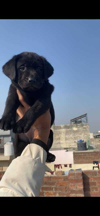 Labrador feml pup