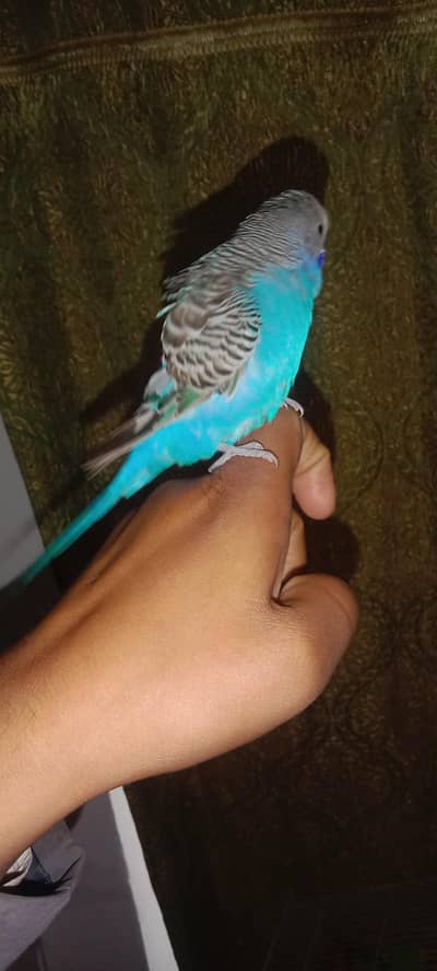 budgie parrot 2 pair