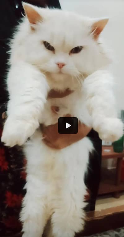 i have a beautiful persion white cats and kittens  for sale