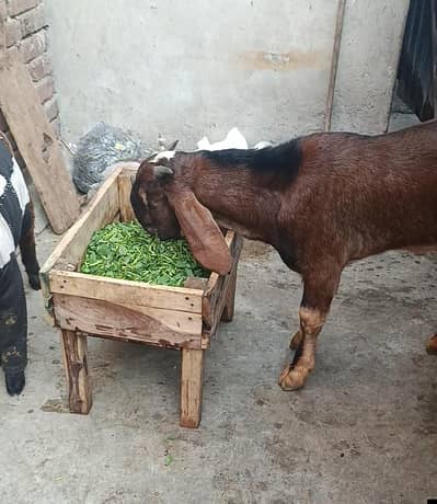 Nagra Bakra Best Quality!