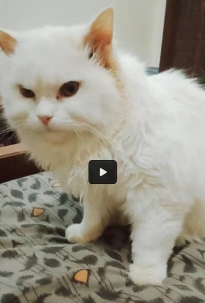 i have a beautiful persion white cats and kittens  for sale