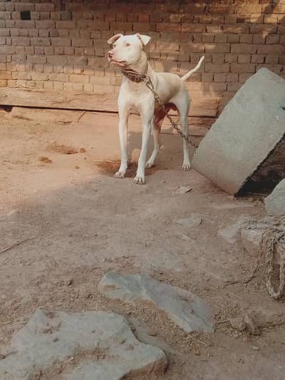 jis ko chaey wo is no par Whatsapp kry 03425598822