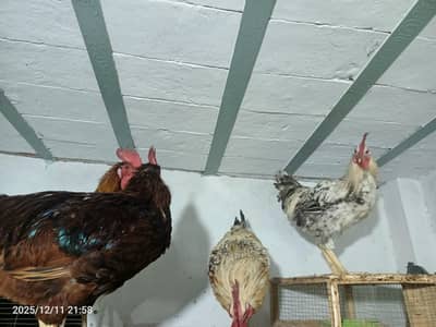 desi male available location Multan