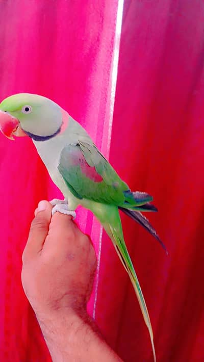 Kashmiri ra breeder,03235040831