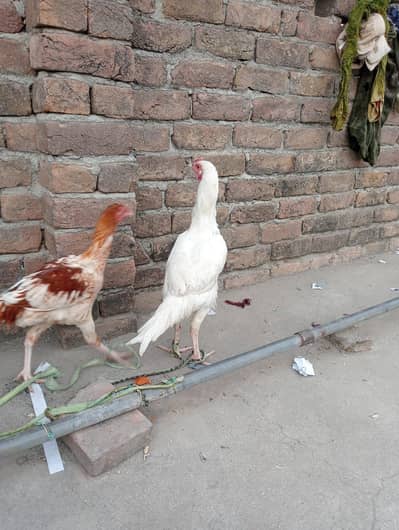 03235599091 / Aseel Patha/ Aseel Pathi/ Aseel murgi/ Aseel murgi