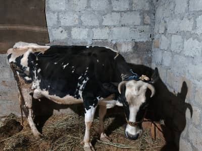 12 KG Milk Per Days | Quality Cow For Sale