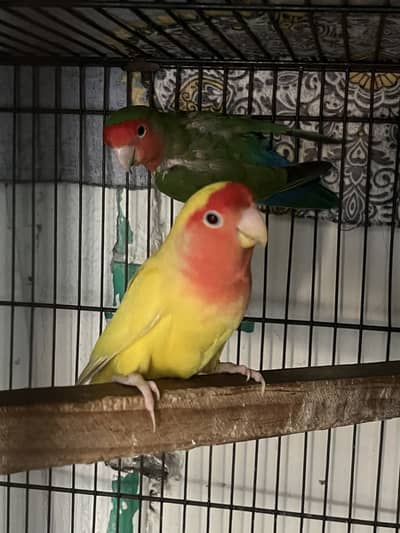 Love birds breeder pair with egg