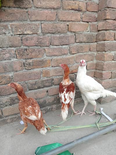 03235599091 / Aseel Patha/ Aseel Pathi/ Aseel murgi/ Aseel murgi