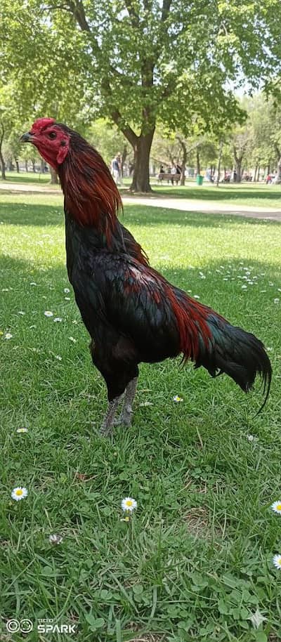 Thai+ yietnam or pure Thai