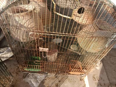 Albeno,loteno and cages for sale