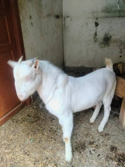 teddy Bakra Kali bhetal Desi Bakra