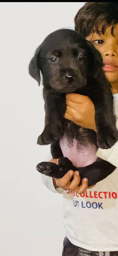 Labrador puppy female available
