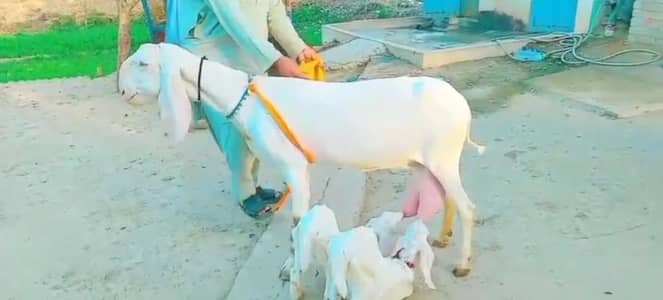 2 butcher vali Rajan puri bakri for sale. 03376219832