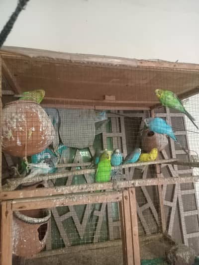 budgie parrots king size