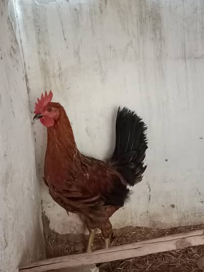 گولڈن مسری مرغا برائے فروخت