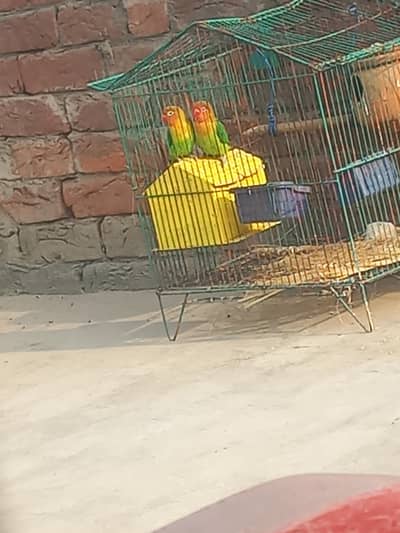 love birds pair